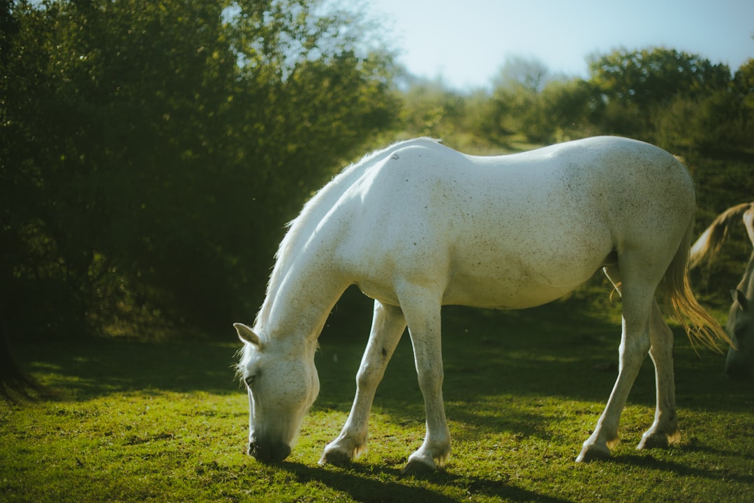 Horse D20 Methanol REEV: Engine Efficiency Data Belgium Should Study